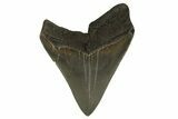 Fossil Megalodon Tooth - Georgia #338624-2